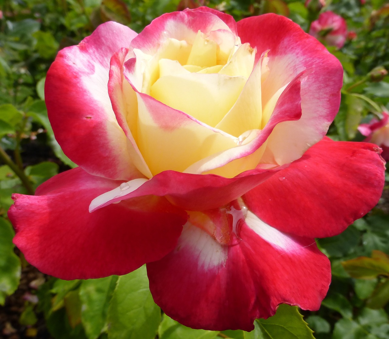 red yellow rose rose blossom free photo