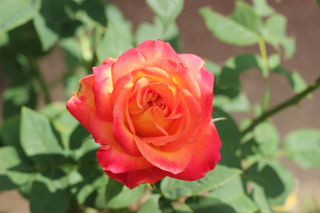 red yellow rose alinka bloom plant free photo
