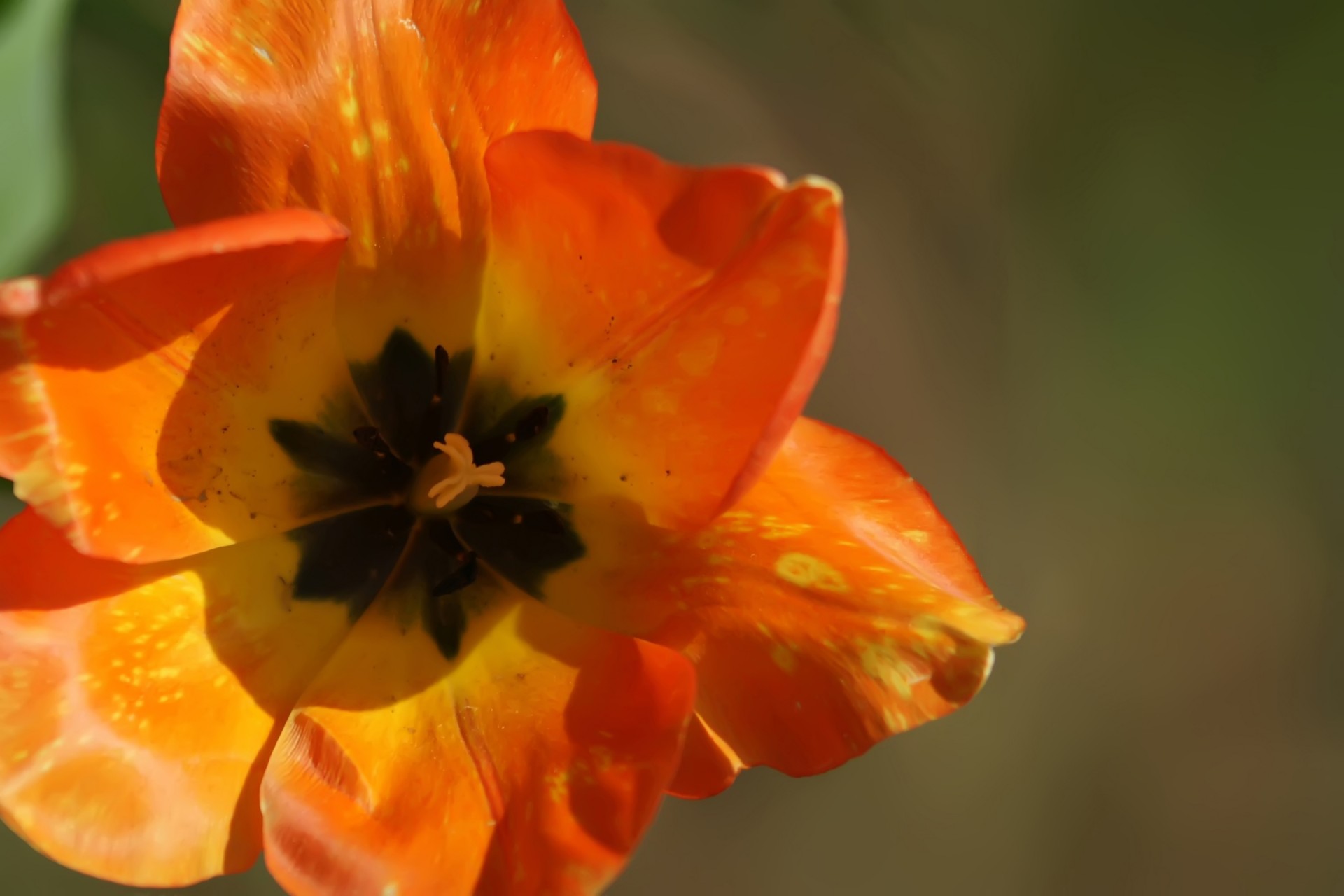 beautiful bloom blooming free photo