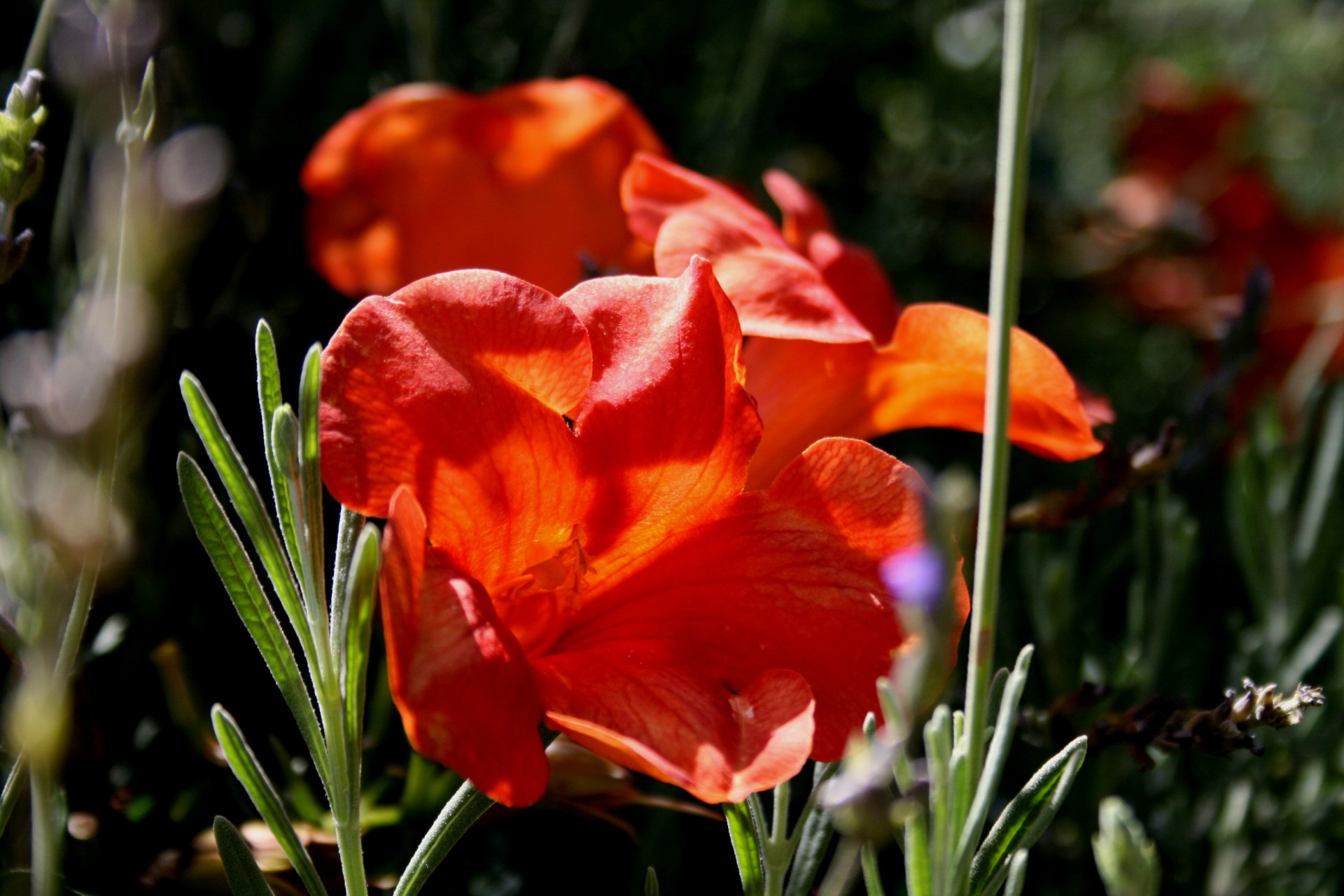 trumpet flowers red blooms free photo