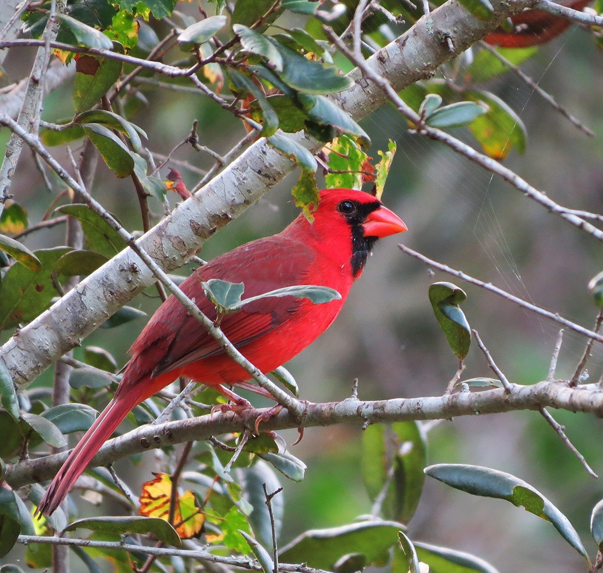redbird cardinal male free photo
