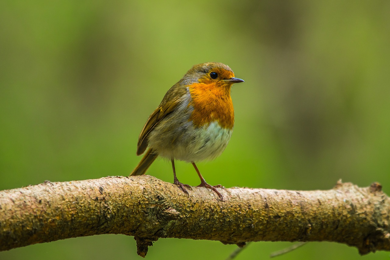 redbreast bird nature free photo