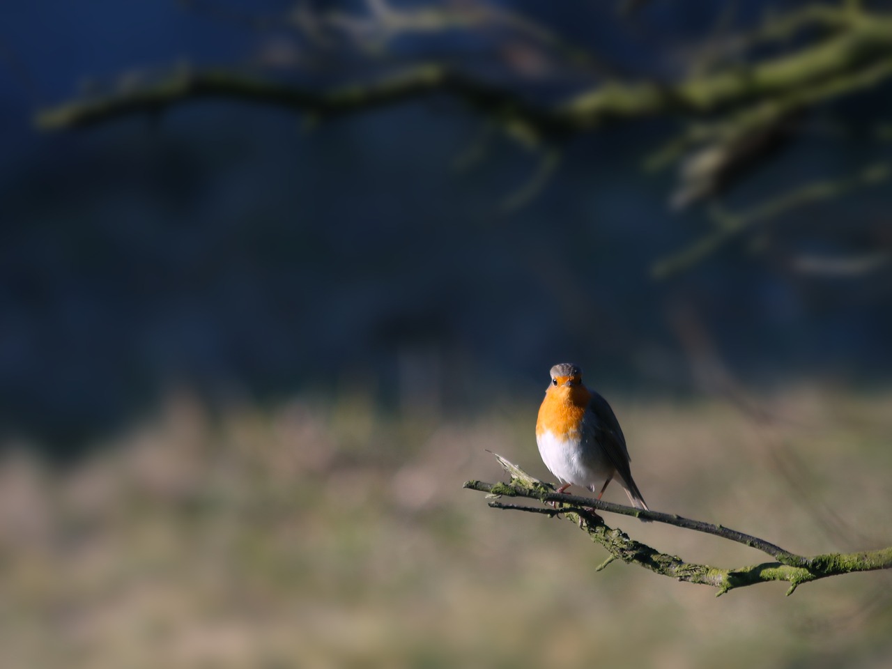 redbreast bird branch free photo