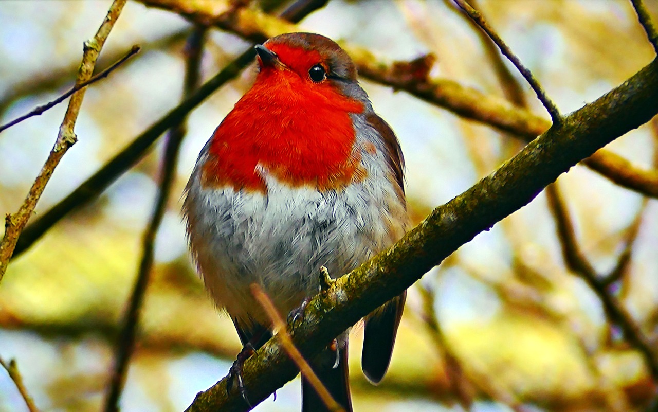 redbreast  common  spevavý free photo