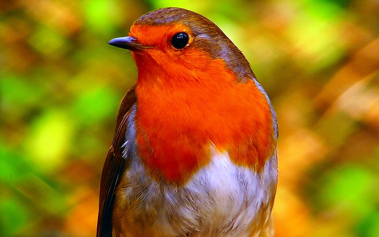 redbreast  common  nature free photo
