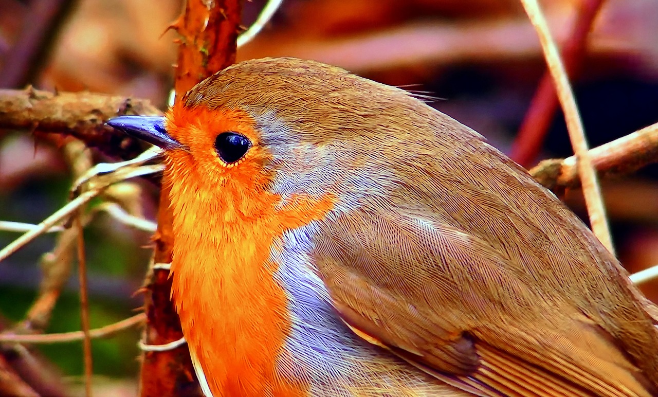 Download free photo of Redbreast, common, nature, spevavý, little bird ...