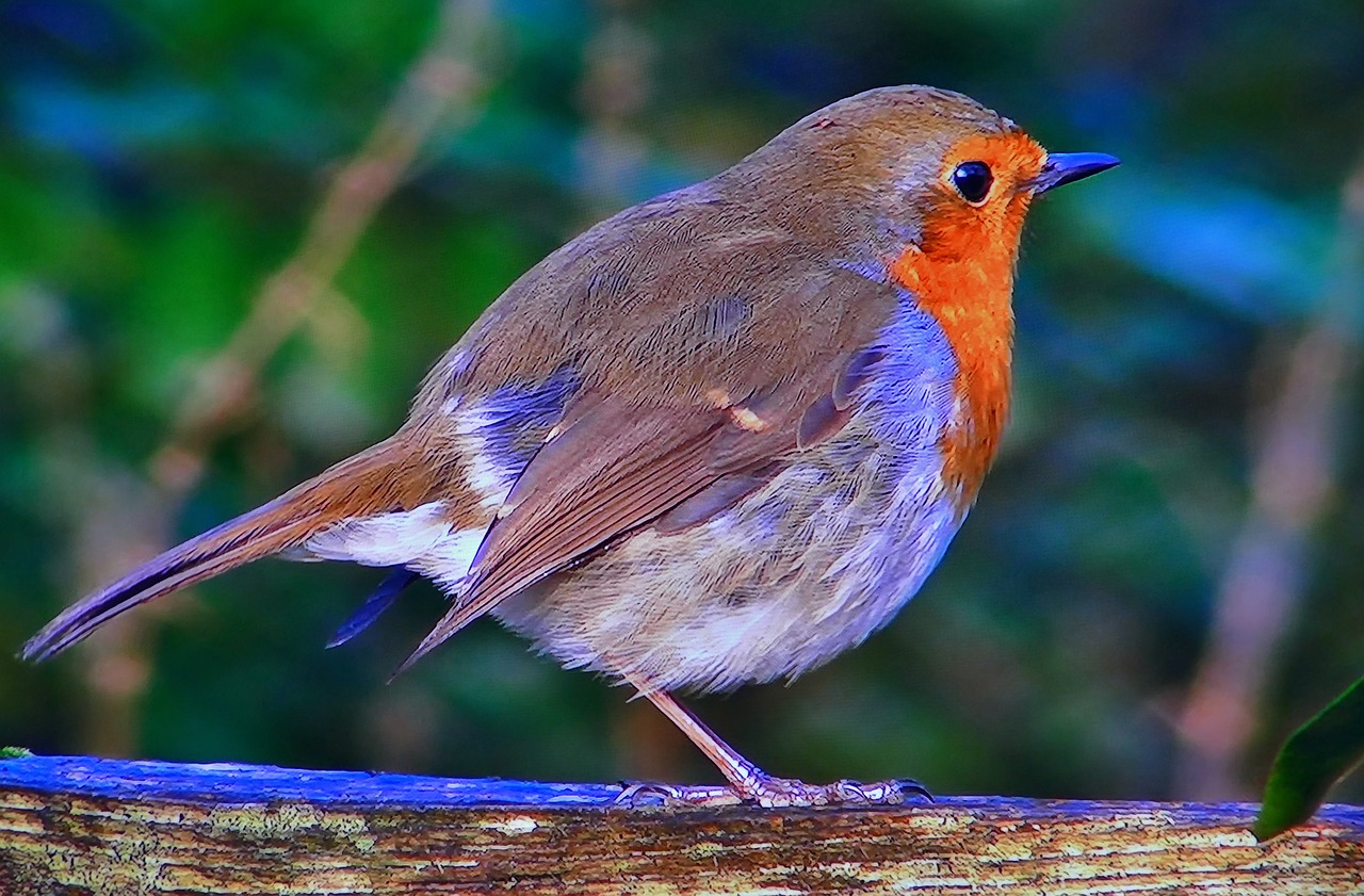 redbreast  common  nature free photo