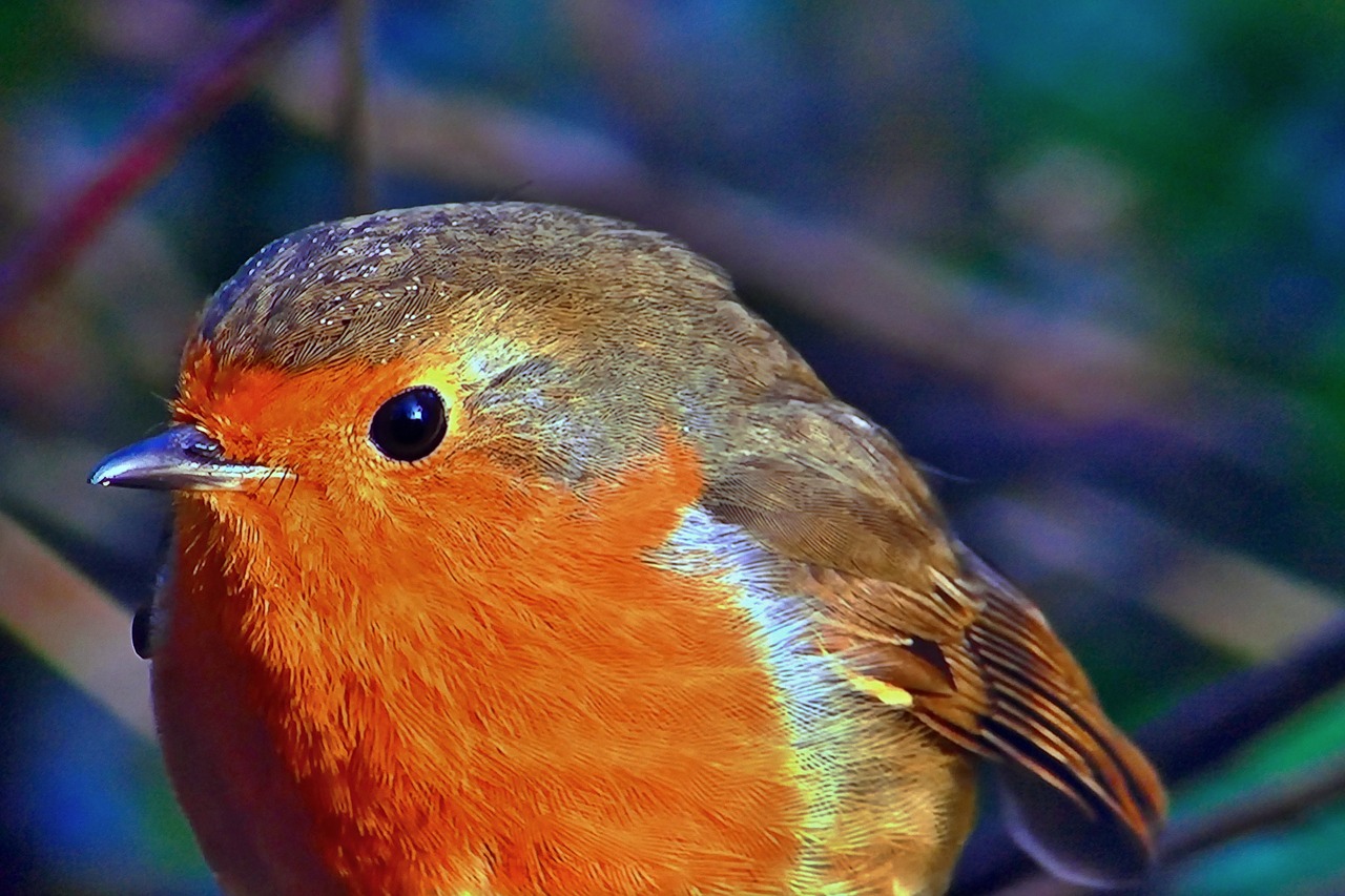 Фото птиц крупным планом. Птица Redbreast. Птичка крупным планом. Зарянка с красной грудью. Фото Малиновки птицы крупным планом.