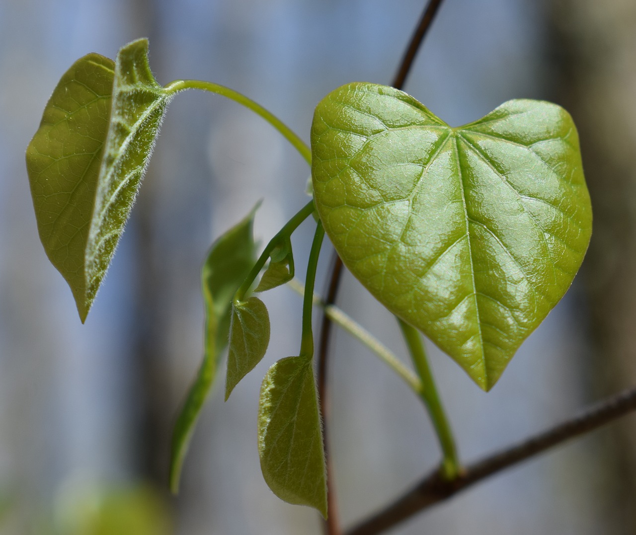 redbud leaves heart-shaped heart free photo