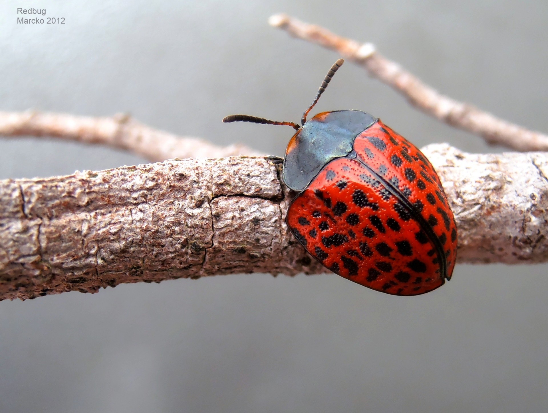 beetle vichada coleoptera free photo