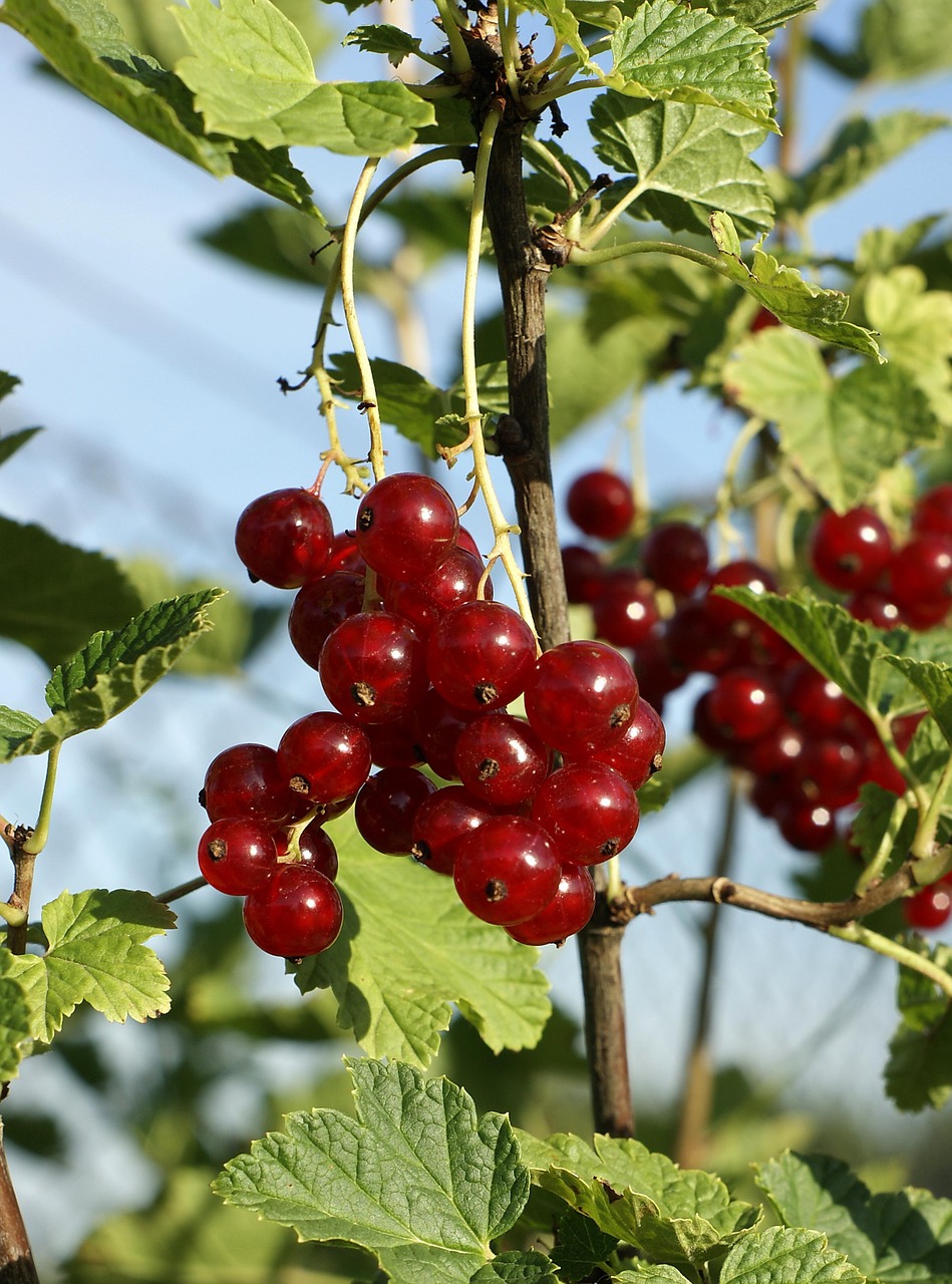 redcurrant fruit healthy free photo