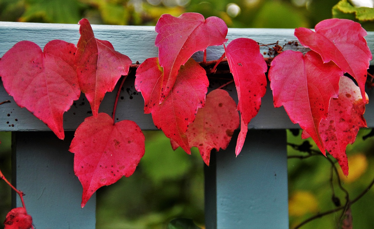 reddish autumn leaves wine partner autumn colours free photo