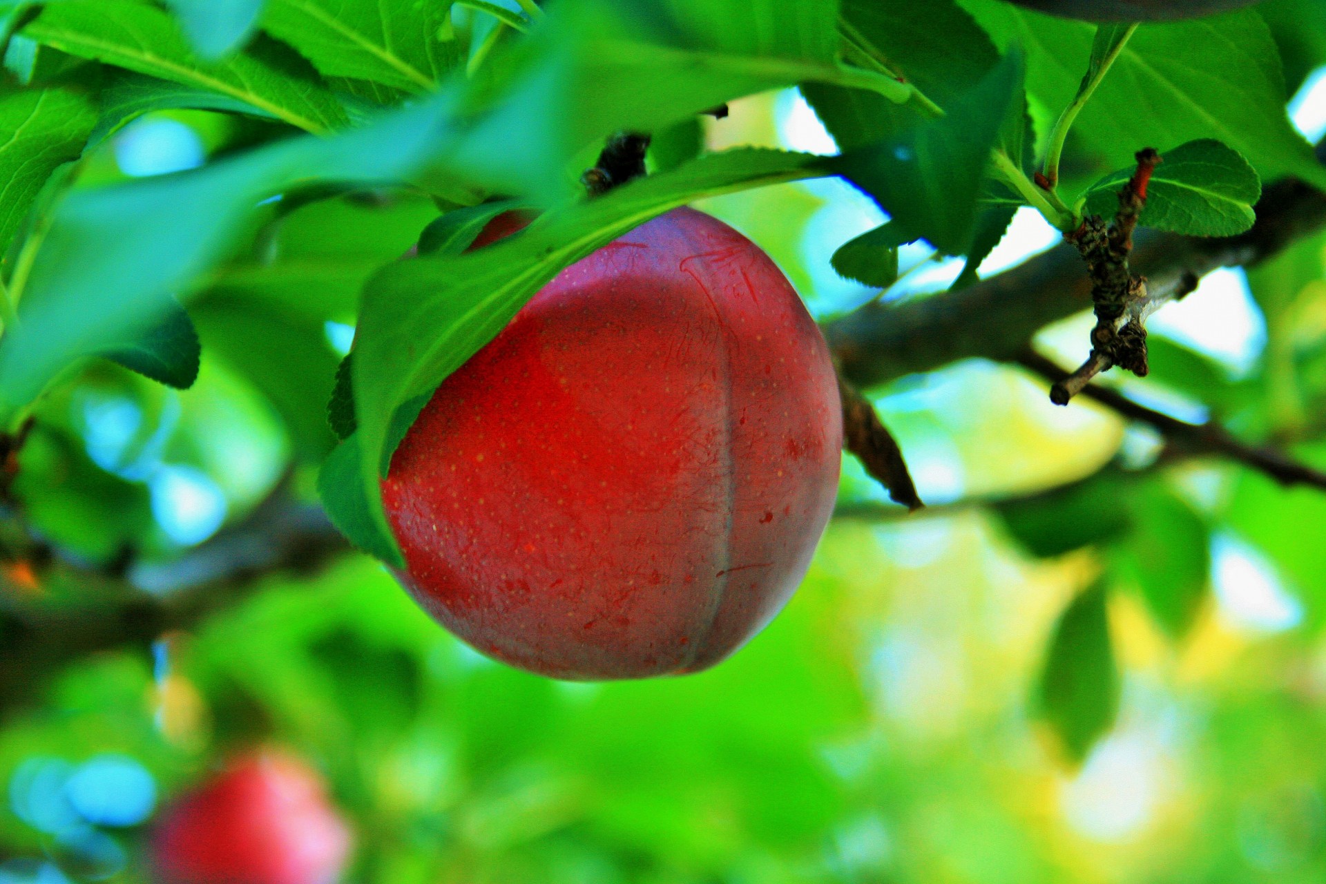 tree fruit plum free photo
