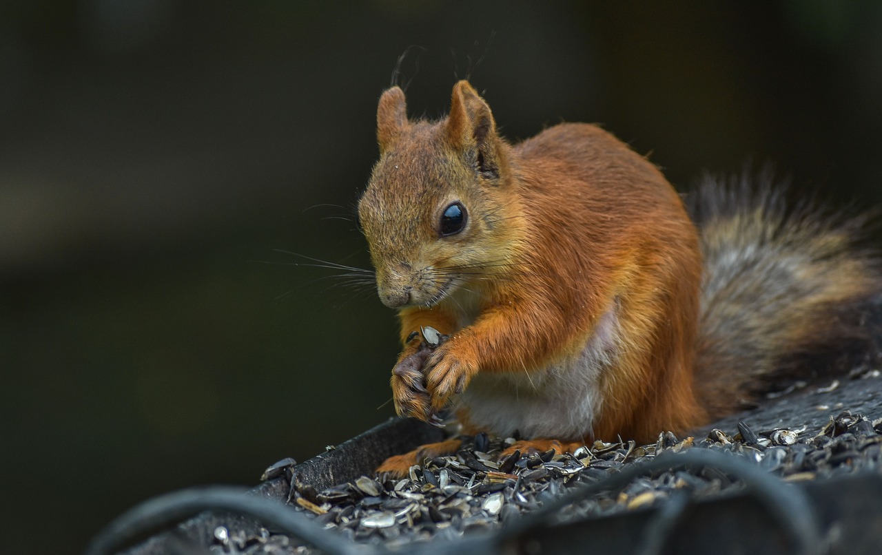 redhead  squirrel  animal free photo