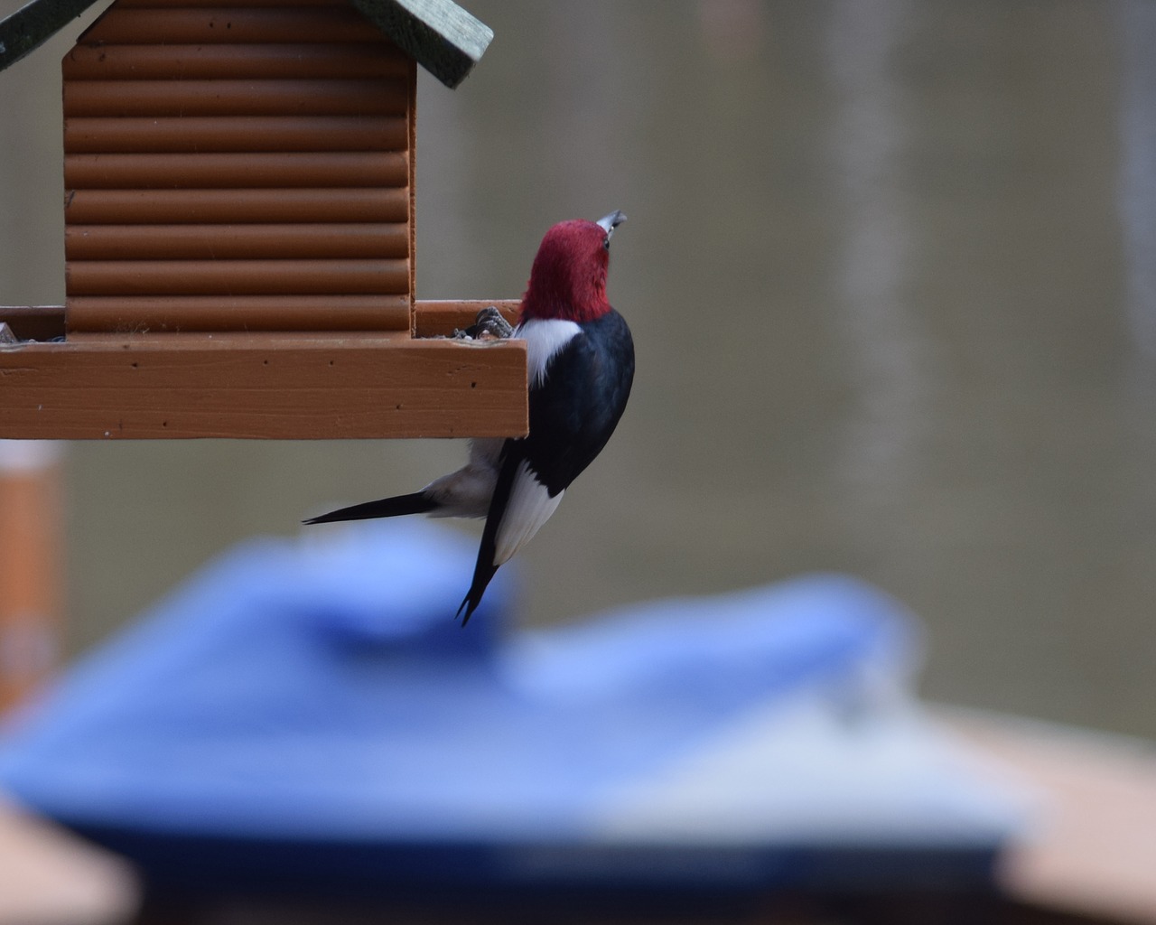 redheaded woodpecker woodpecker bird feeder free photo