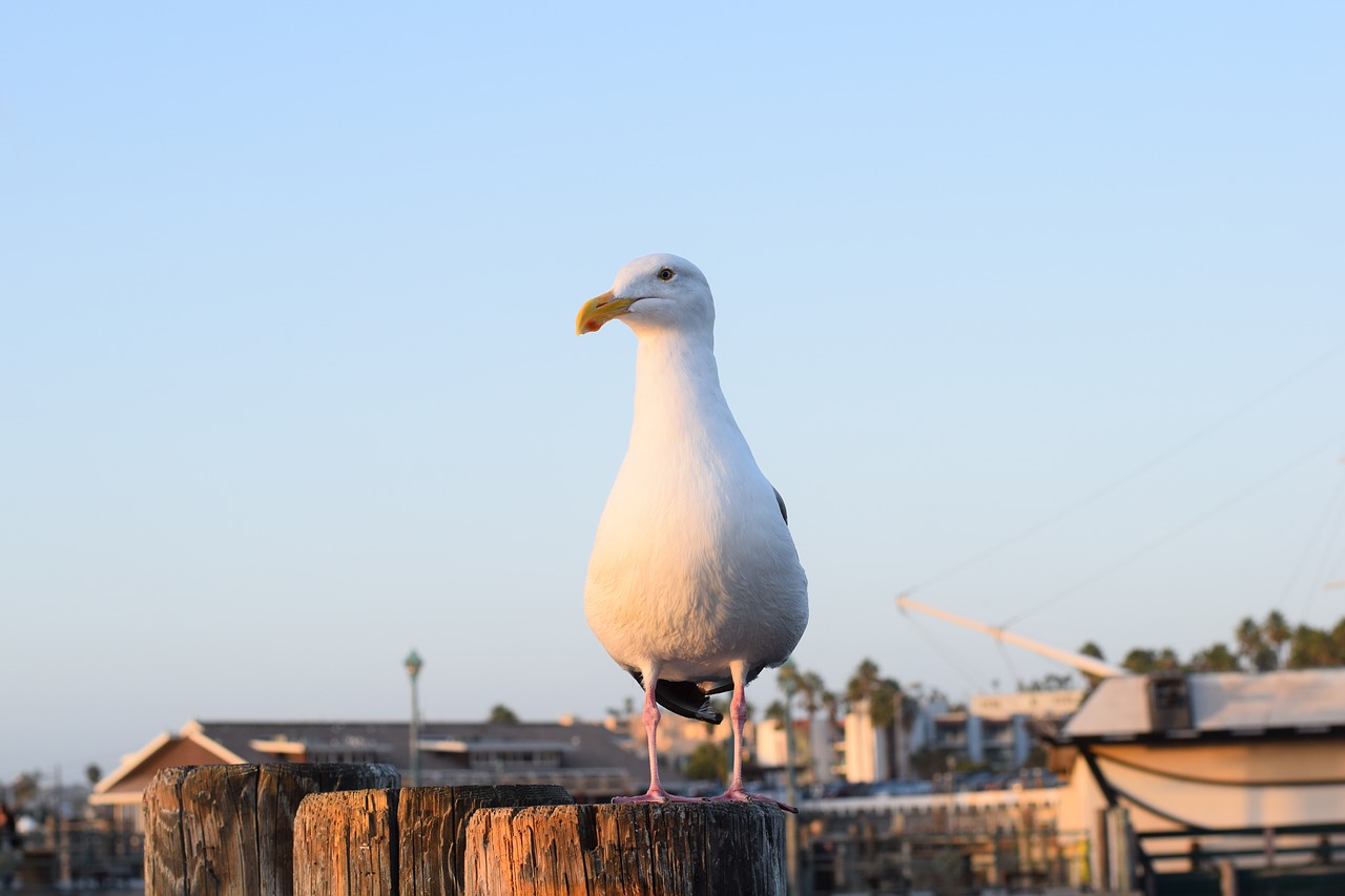 redondo beach california seagull free photo