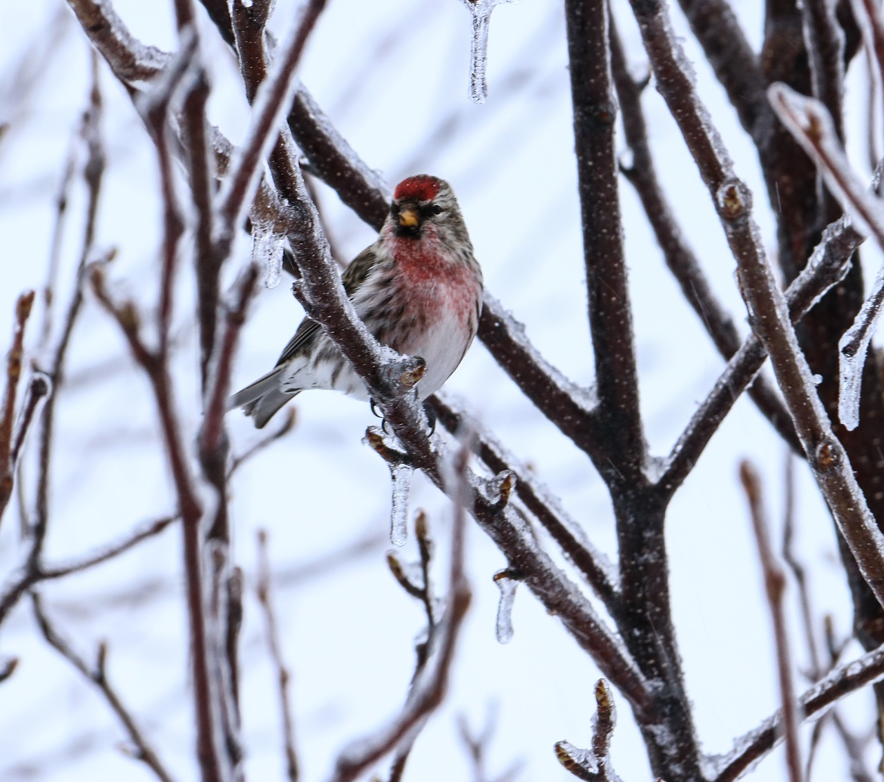 redpoll  bird  winter free photo