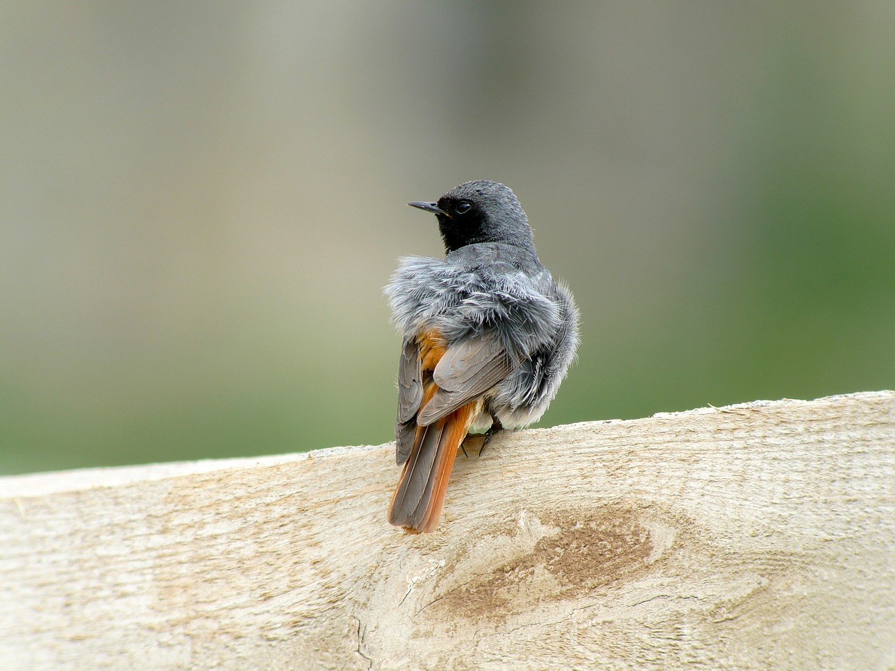 redstart birds slovakia free photo