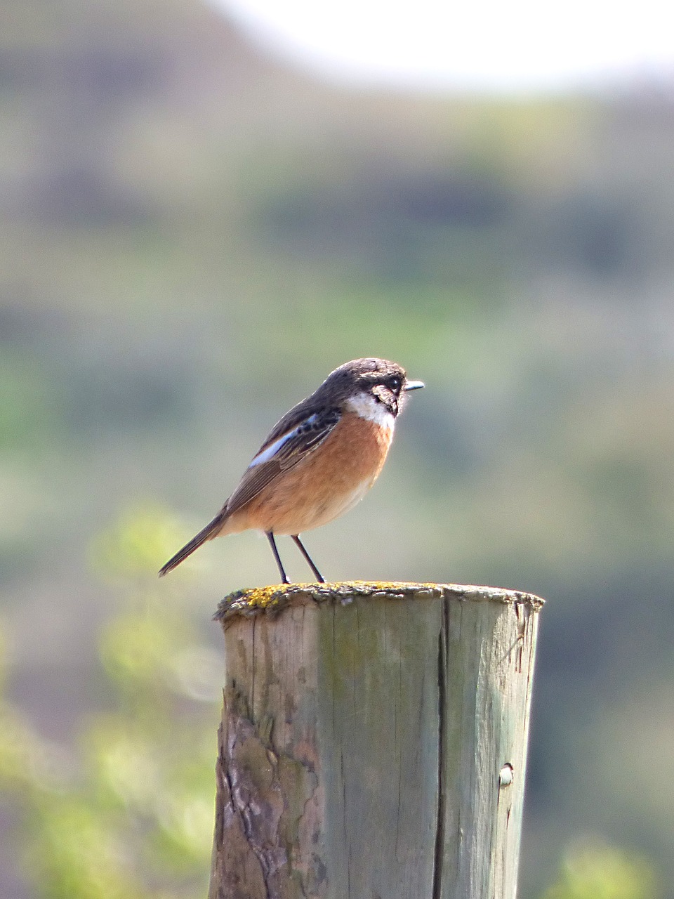 redstart phoenicurus phoenicurus bird free photo