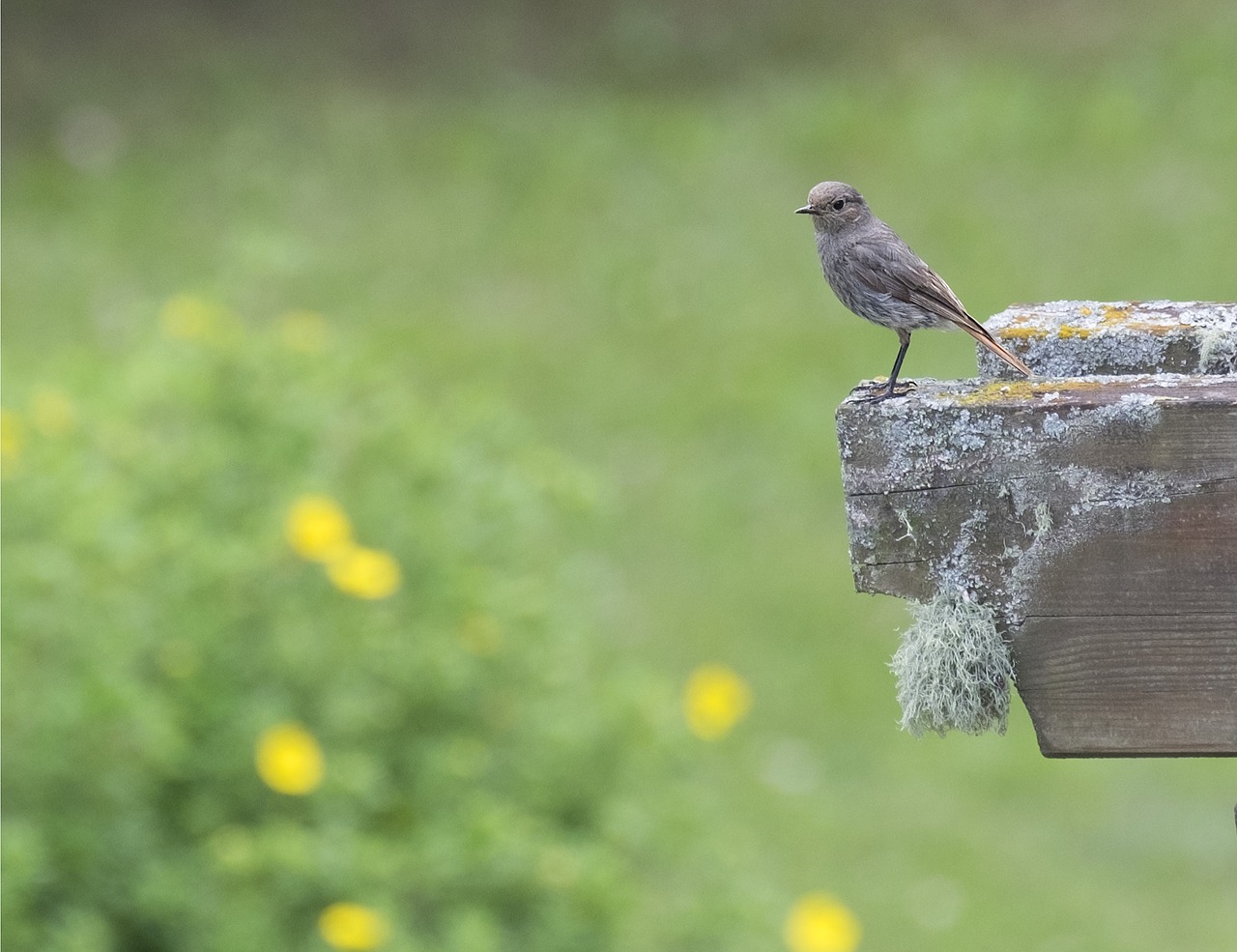 redstart bird black redstart free photo