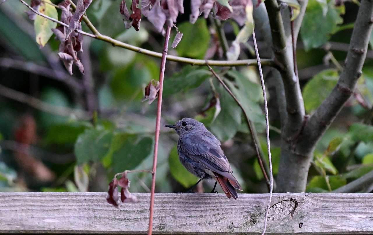 redstart  bird  nature free photo