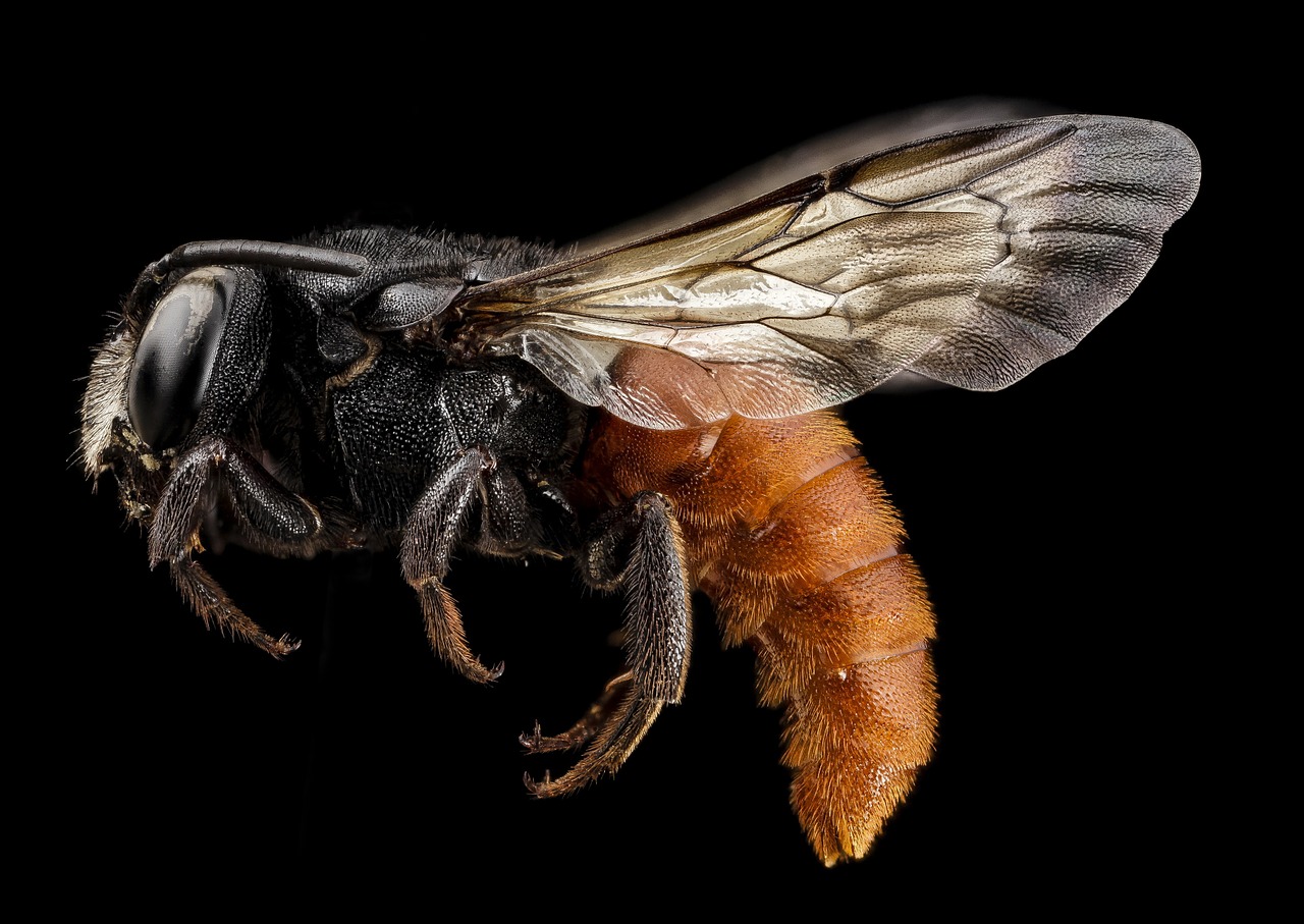 redtail bee insect macro free photo