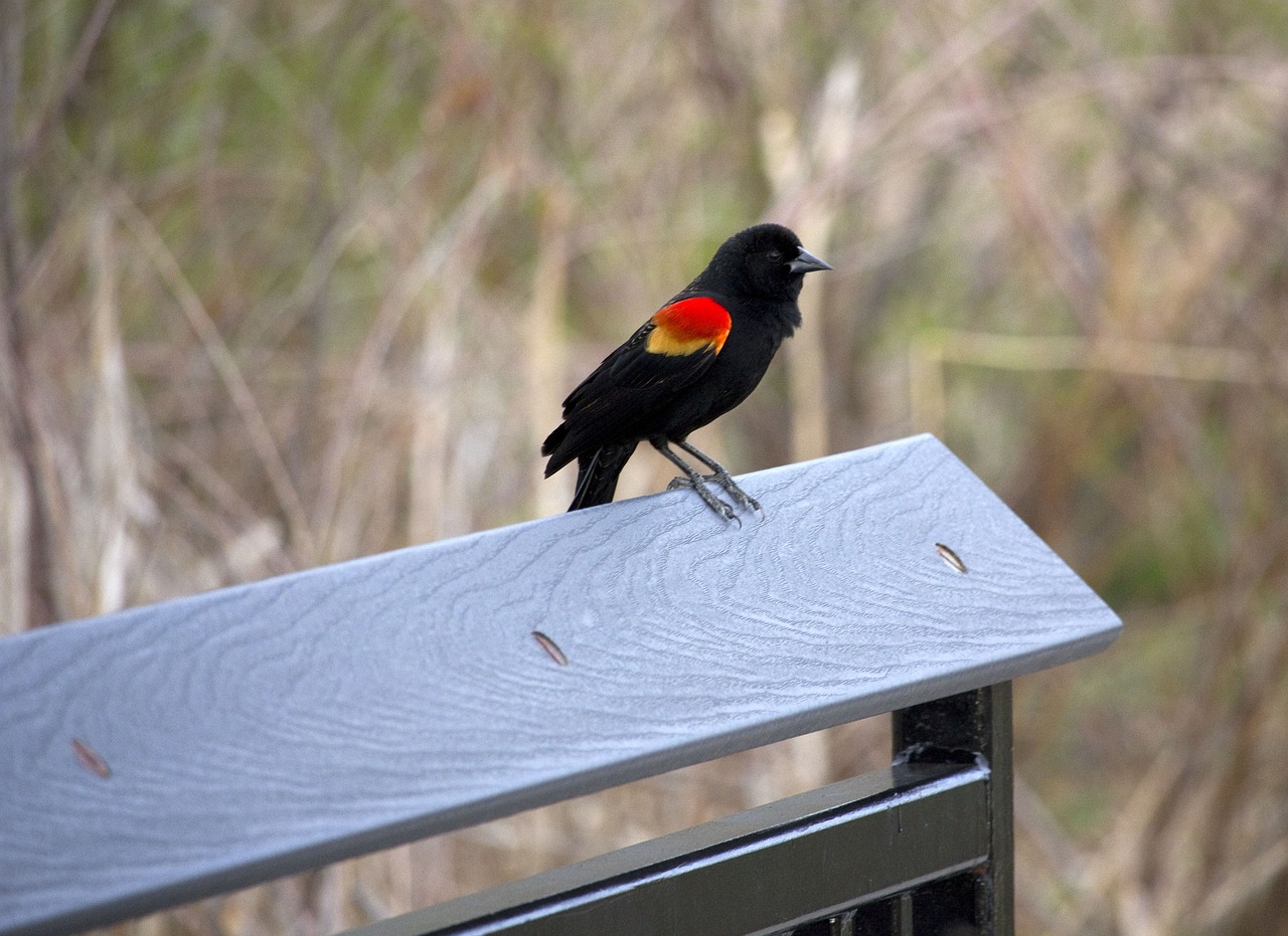 redwing  blackbird  fence free photo