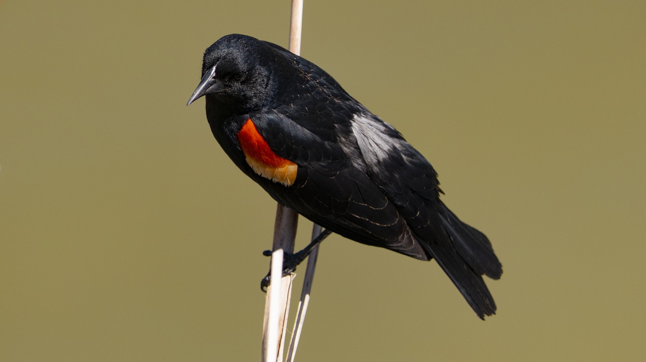 redwing  blackbird  nature free photo