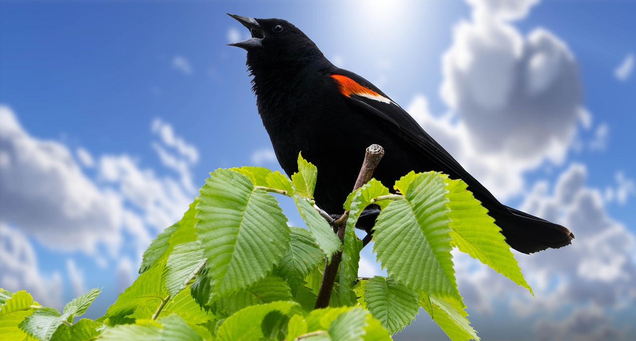 redwing blackbird  summer  birds free photo