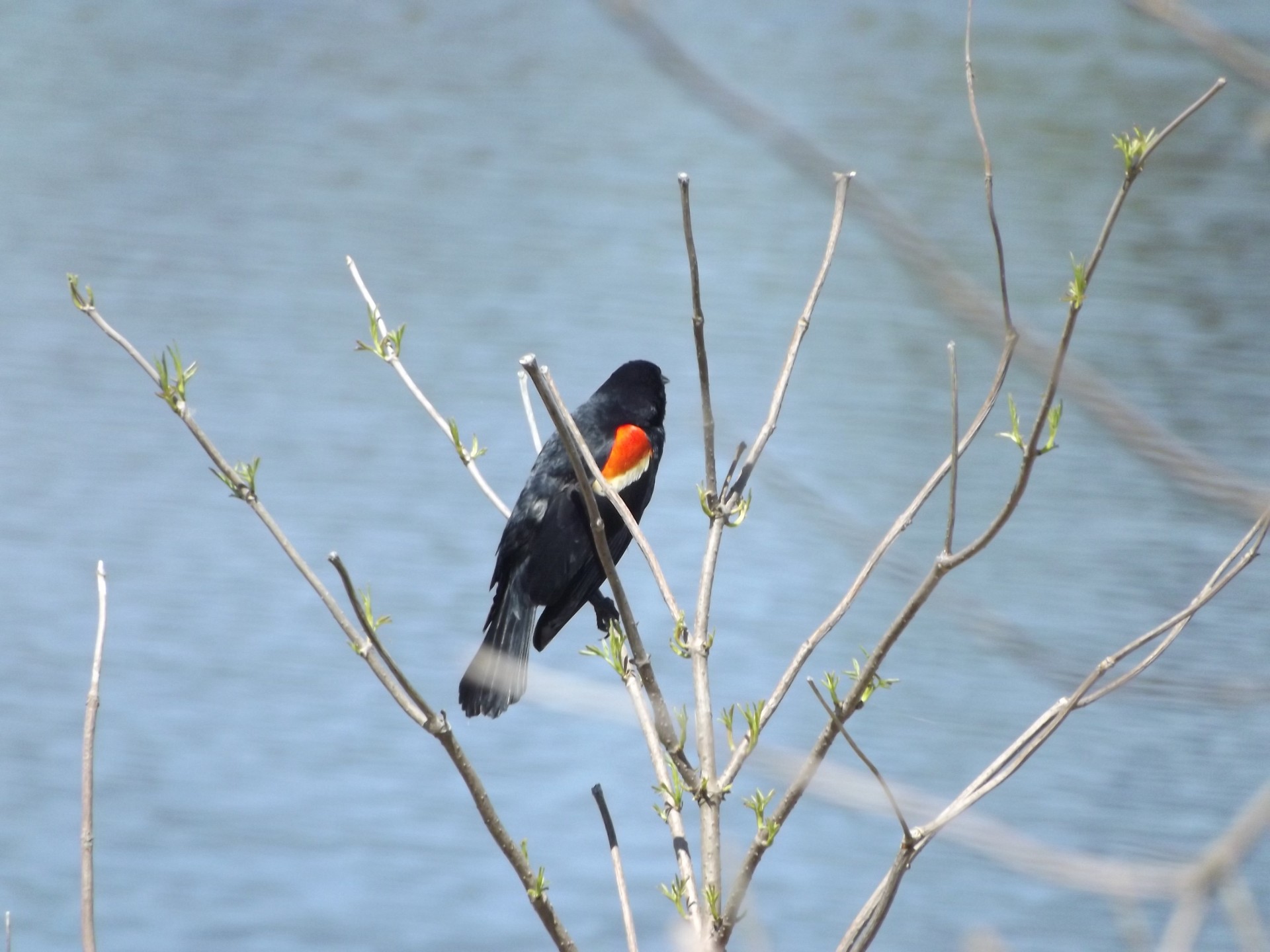 red wing blackbird tree free photo