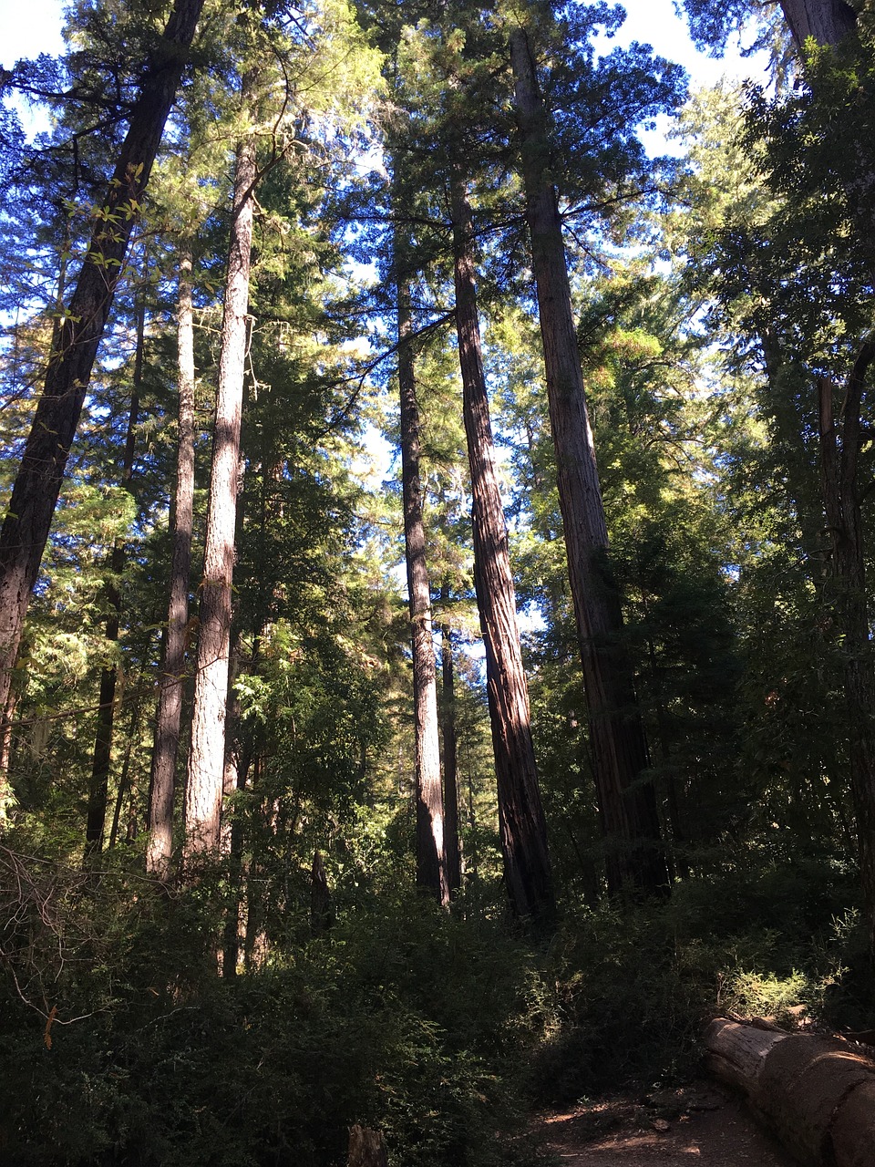 redwood forest giant trees free photo
