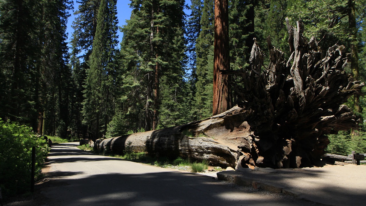 redwood yosemite california free photo