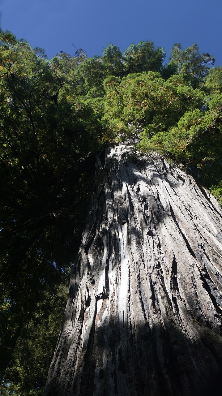 redwood california sequoia trees free photo