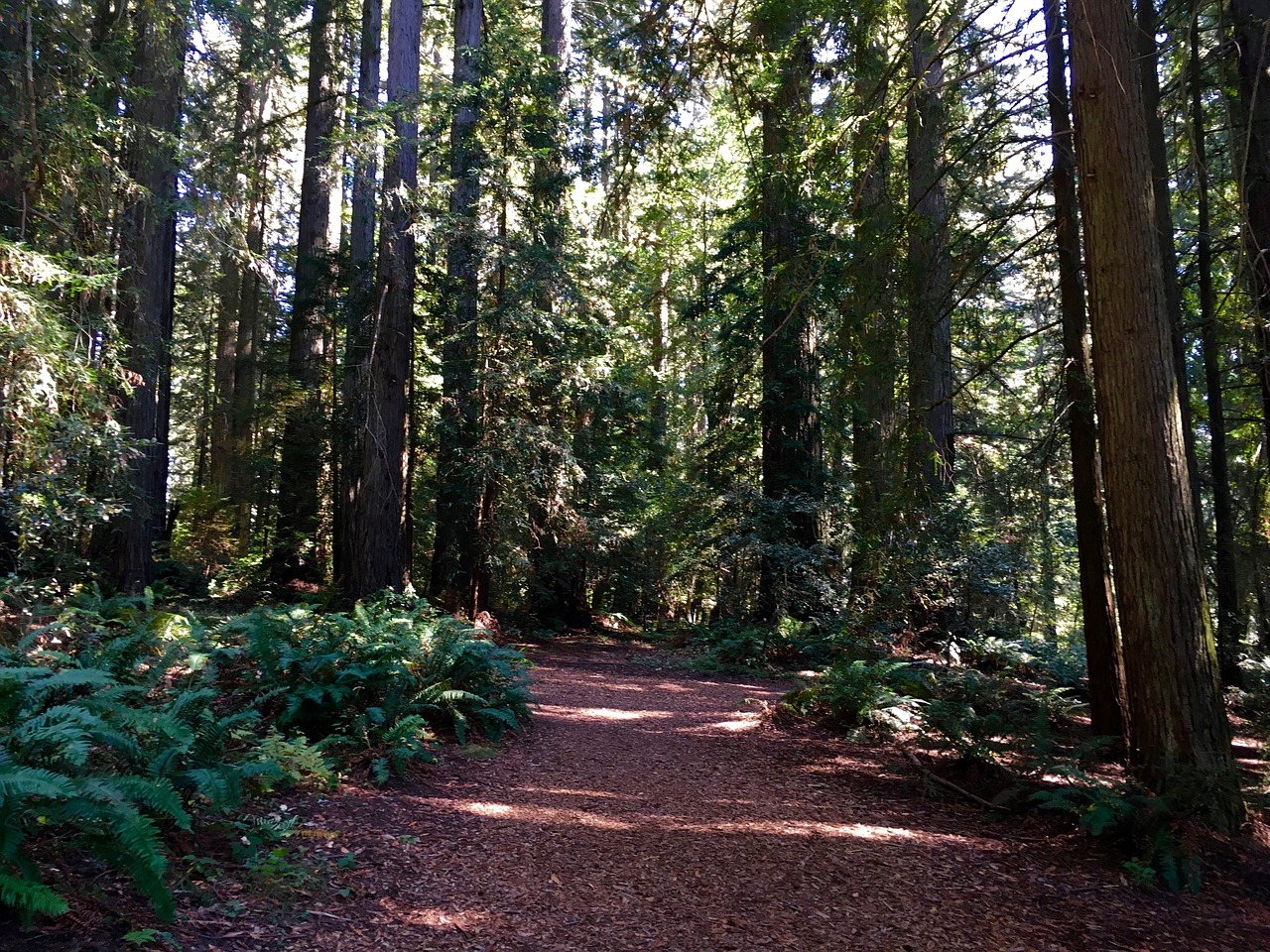 redwood path nature free photo