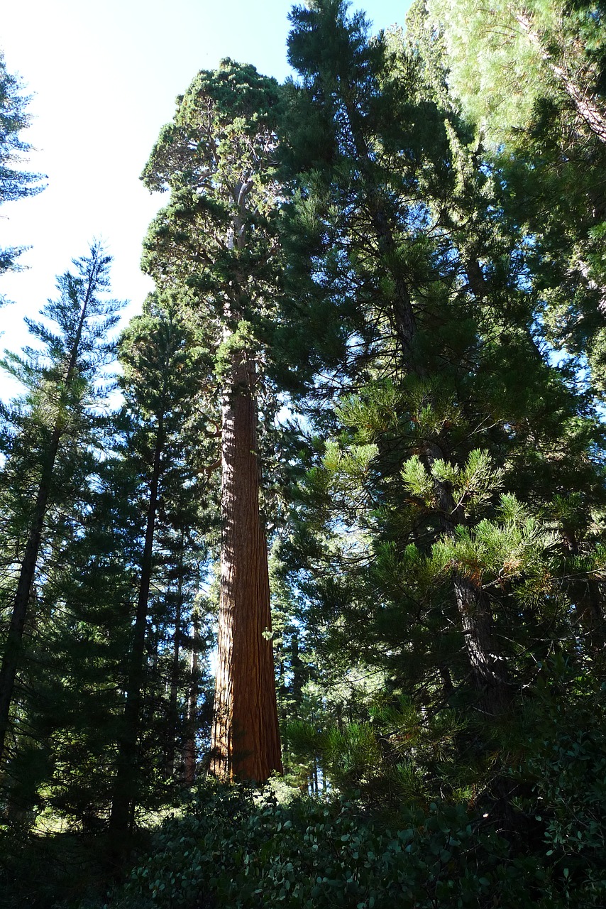 redwood tree nature free photo