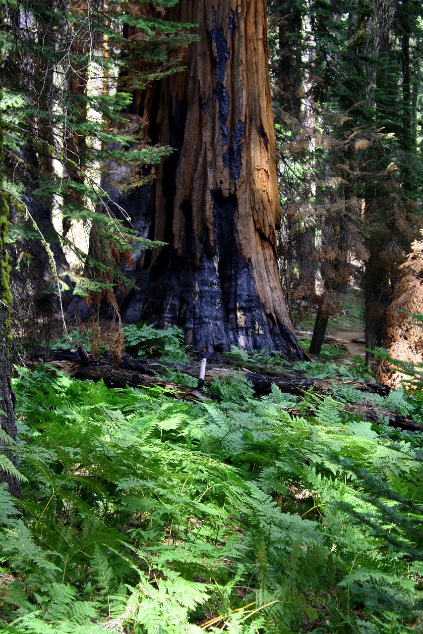 redwood burned california free photo