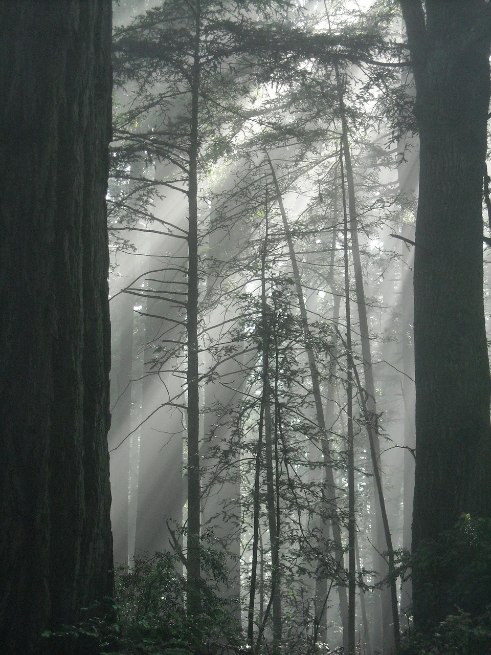 redwood fog sunlight free photo