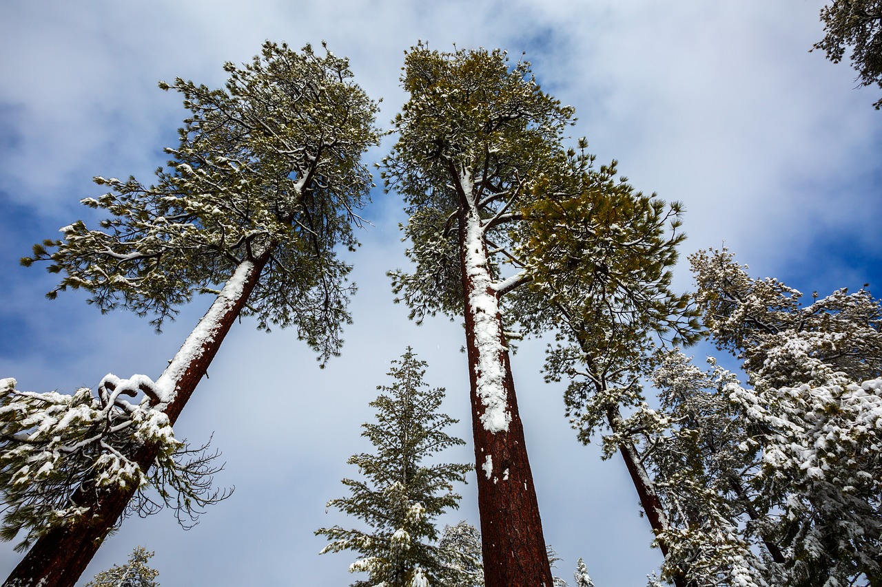 redwood tree winter free photo