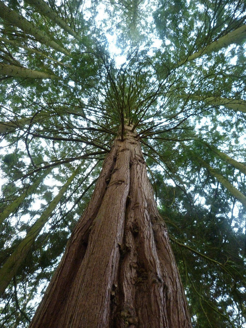 redwood sequoia flora free photo