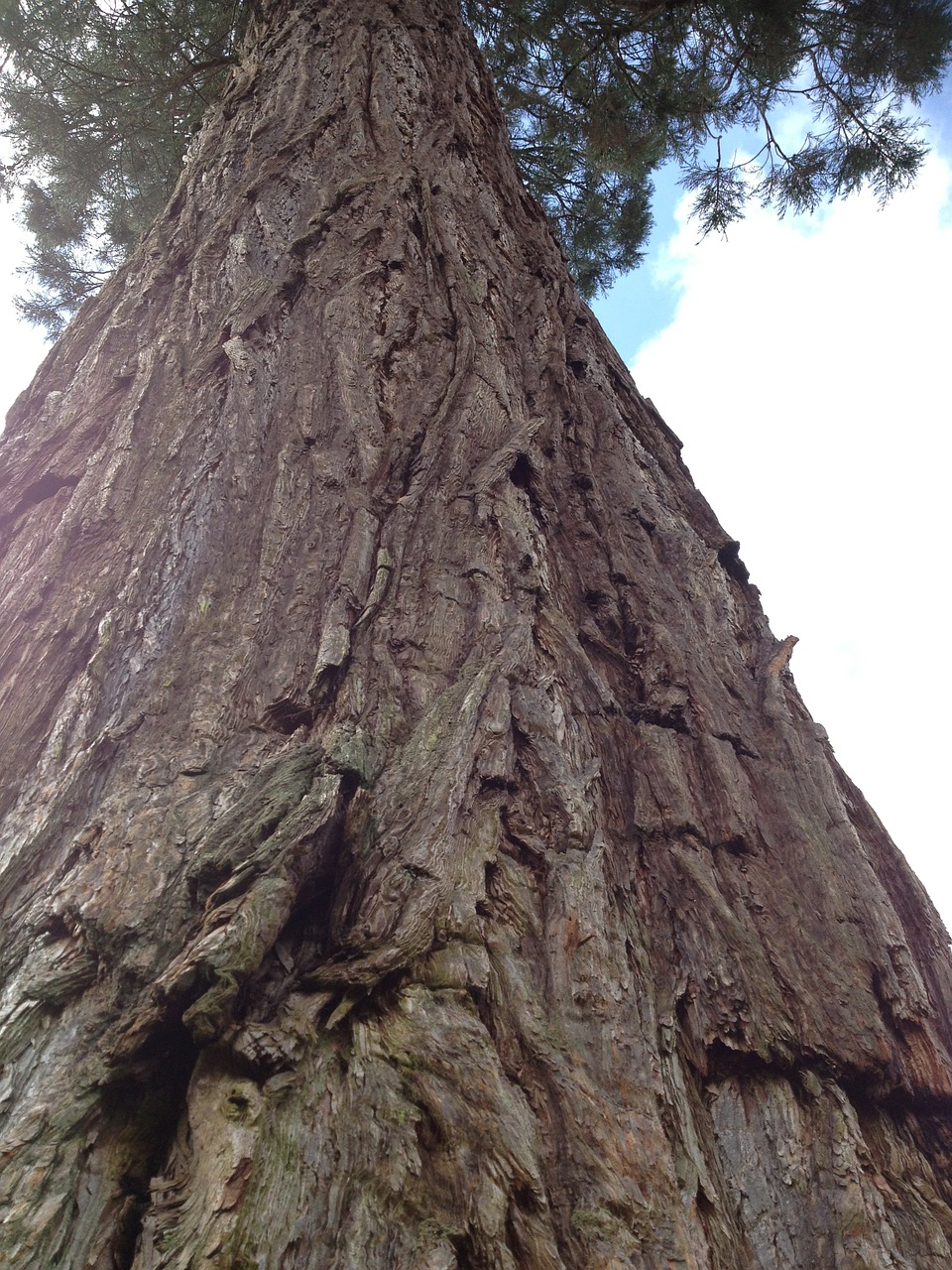 redwood sequoia tall tree free photo
