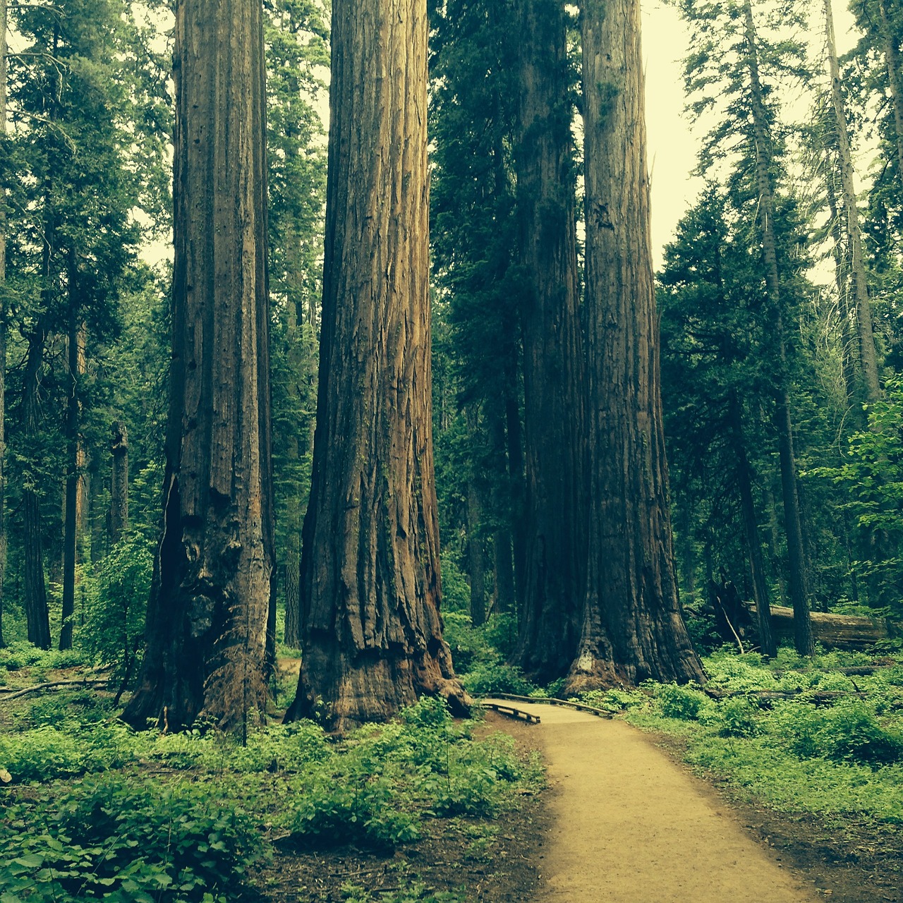 redwood tree grove free photo