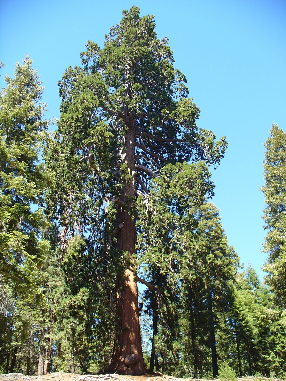 redwood tree giant redwoods free photo
