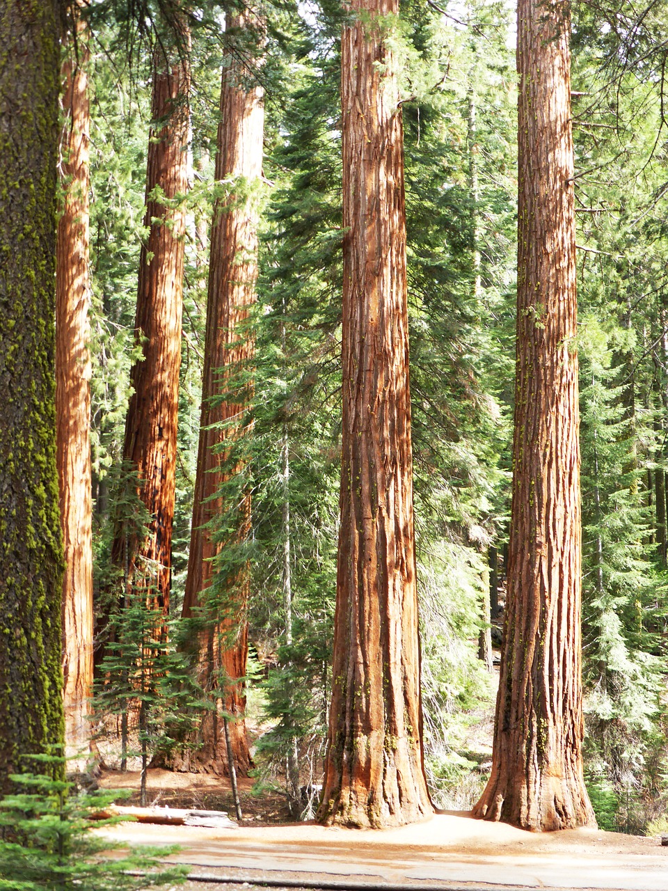 redwood trees national free photo