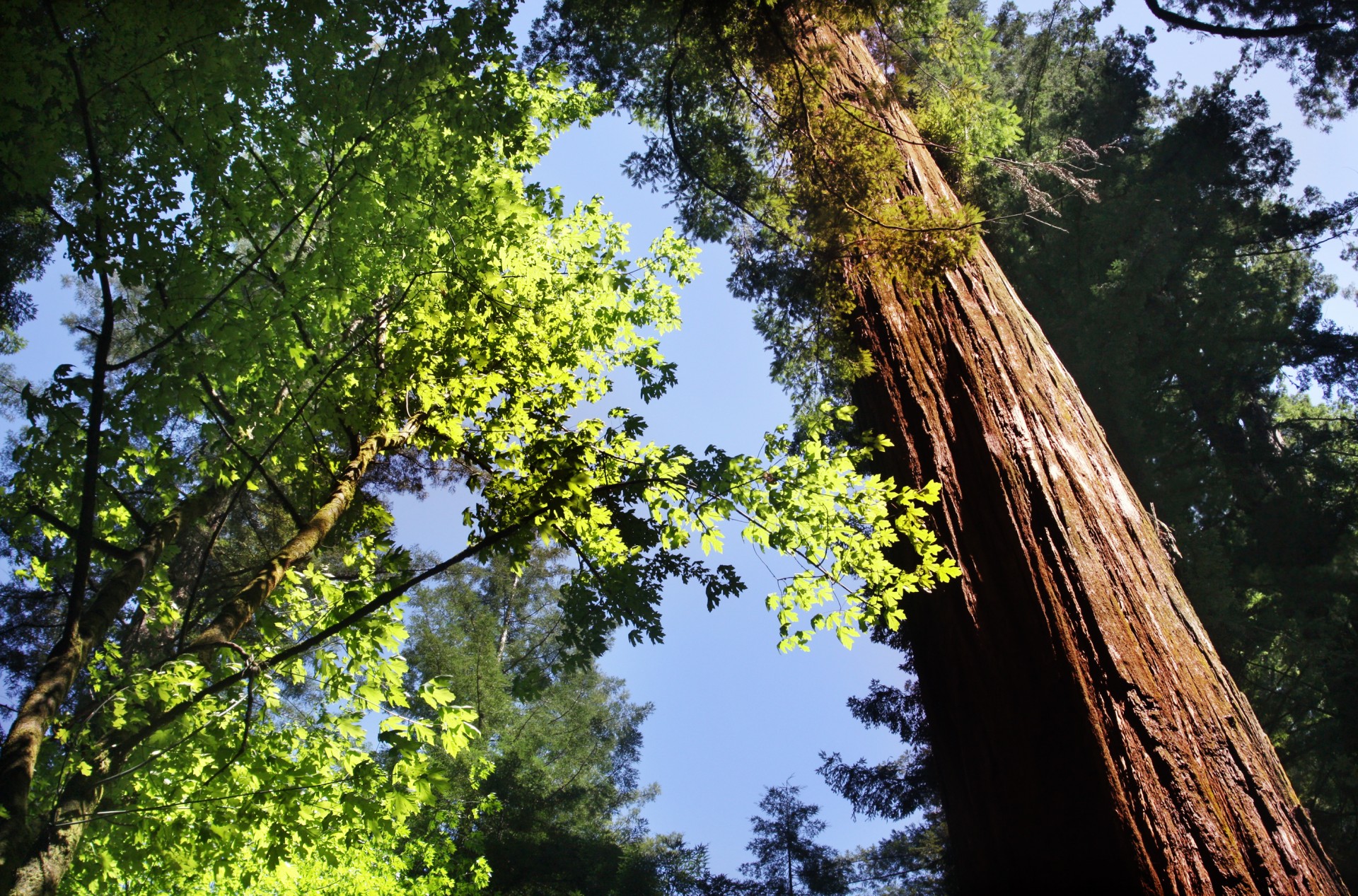 tree redwood forest free photo