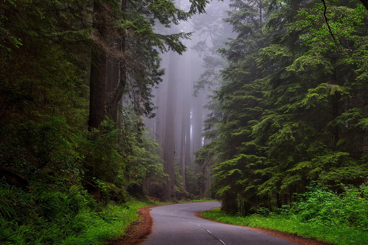 redwood national park california hdr free photo