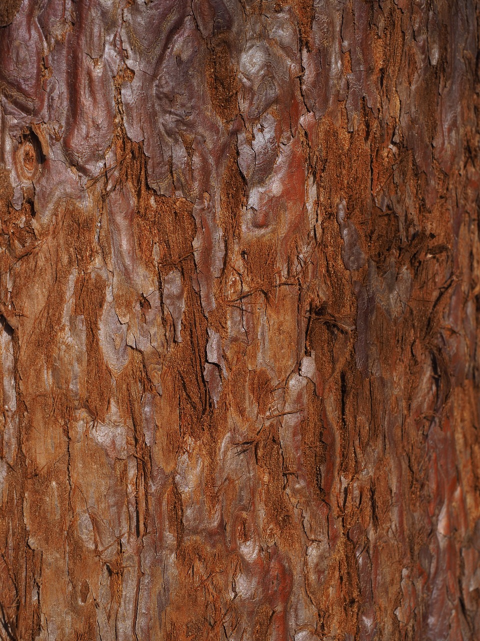 redwood tree bark  bark  mammoth baumborke free photo