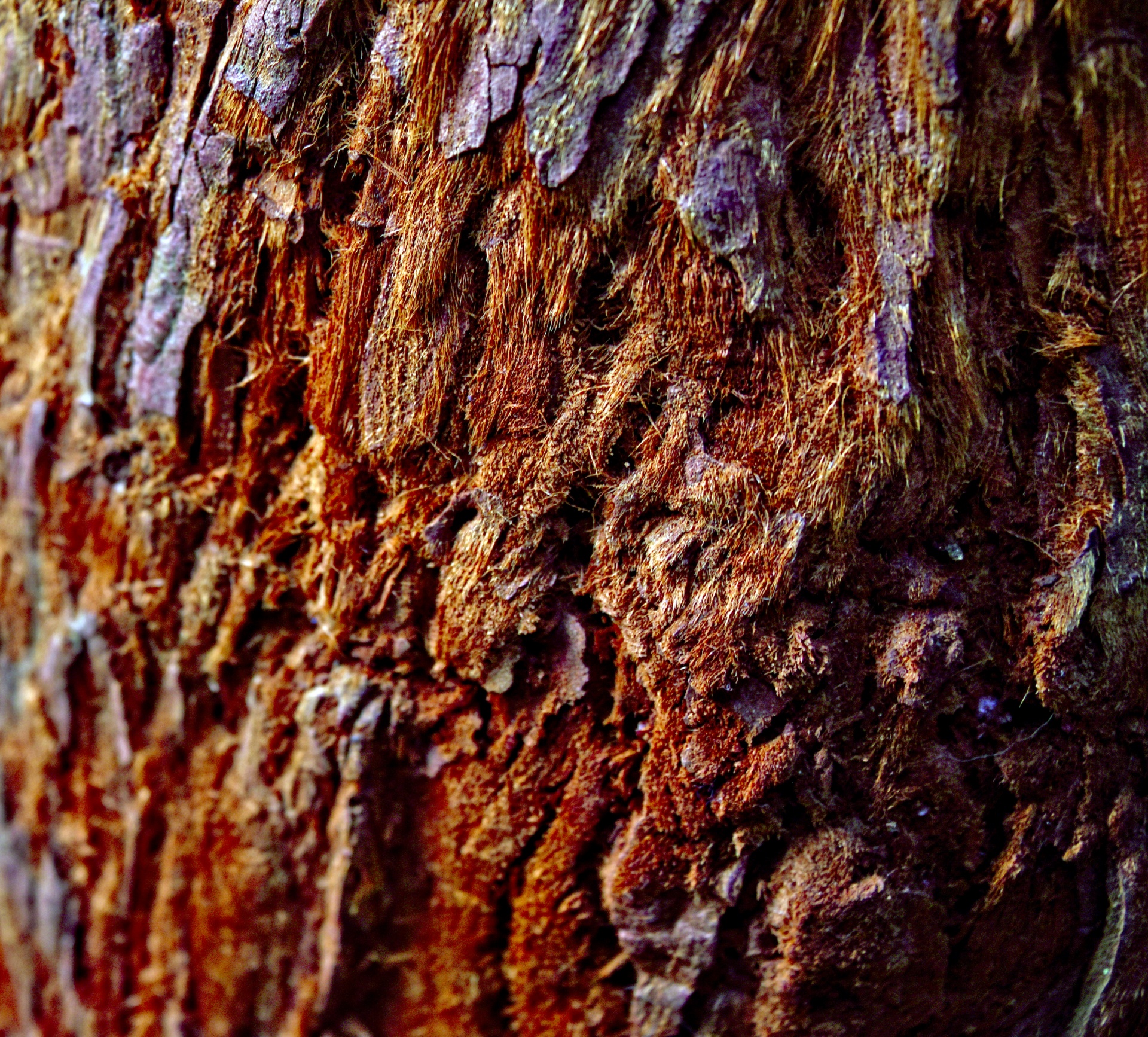 redwood tree bark free photo