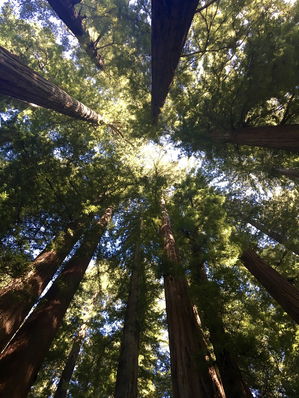 redwood trees canopy tree free photo