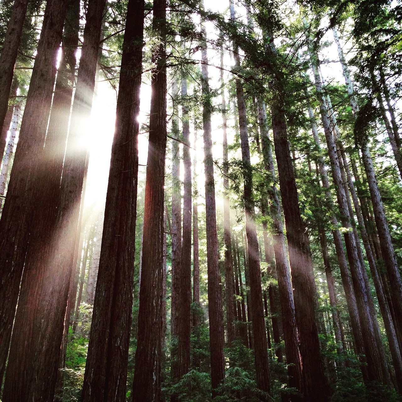 redwoods tree sunlight free photo