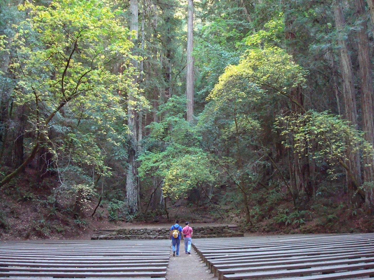 redwoods amphitheater forest free photo